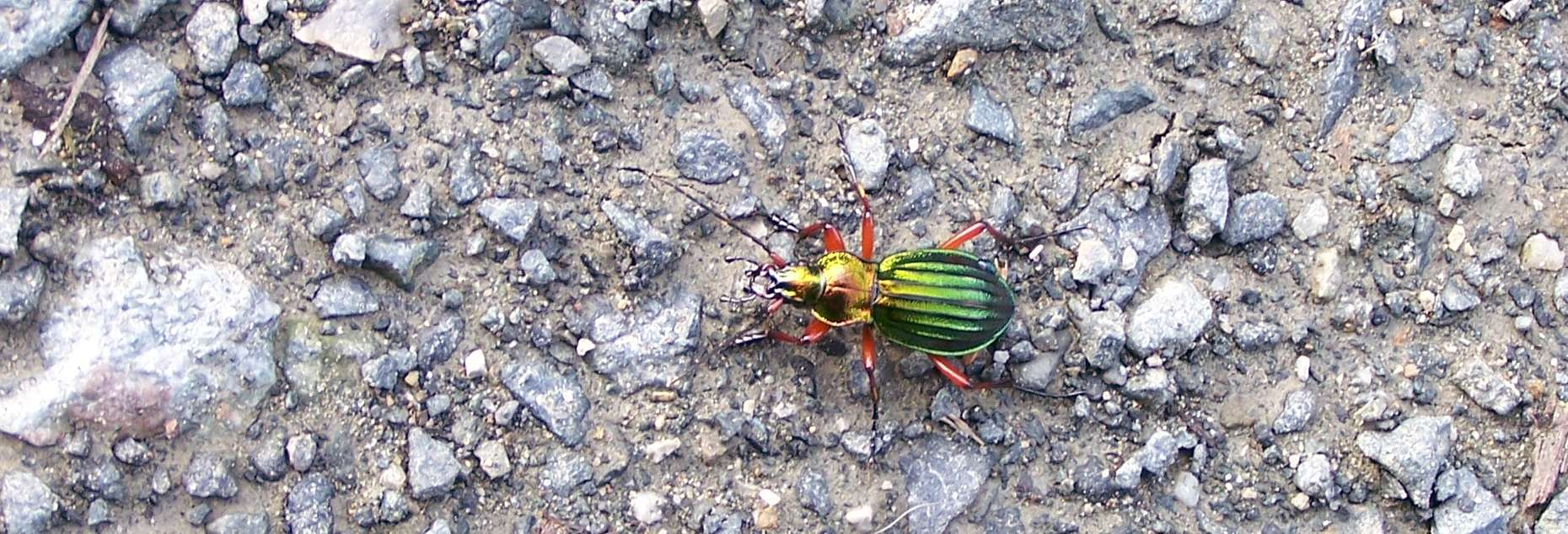 Dies ist das Kopfbild für die Website Nerdhalla. Es wird dynamisch erzeugt und sieht auf je nach Seite anders aus.